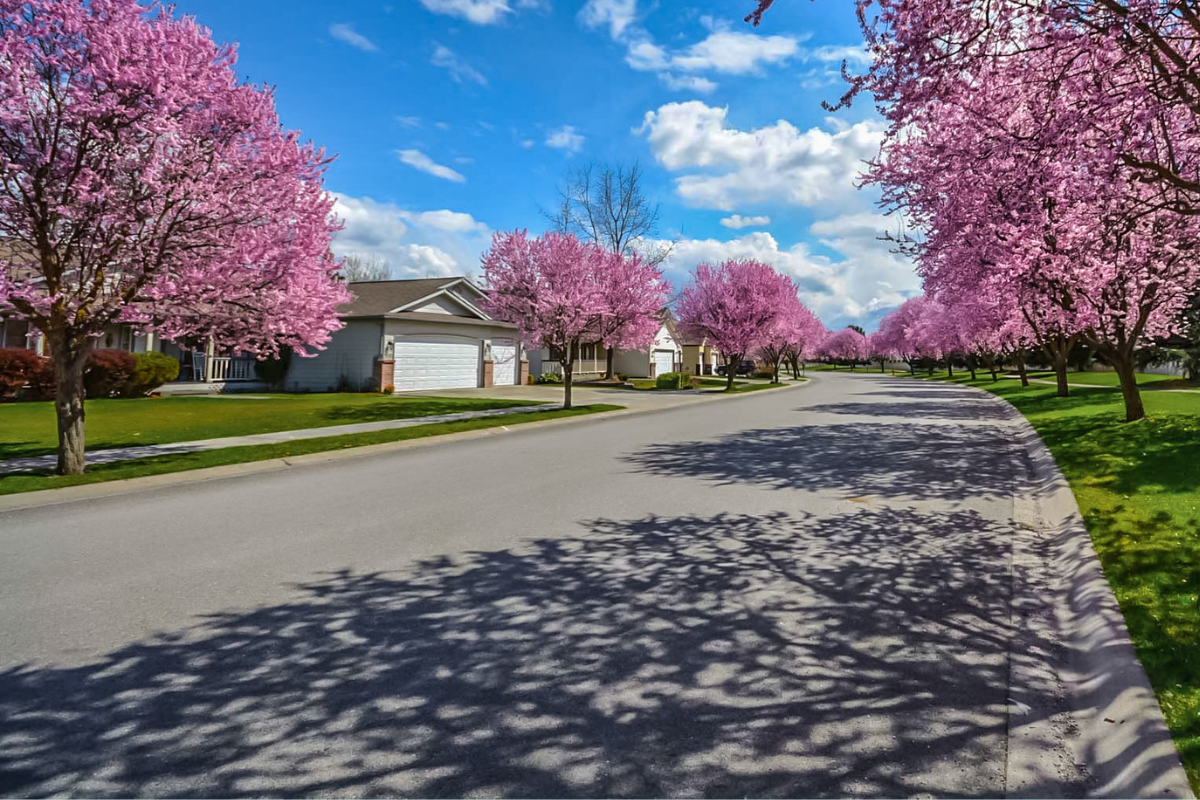 Neighborhood Street with Pink Floral Trees